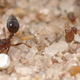 Illustration for article titled Invasive crazy ants are nastier and far tougher than we imagined